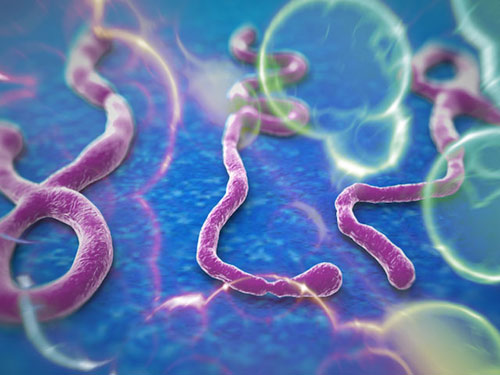 Vì sao nữ y tá gốc Việt thoát tử thần Ebola? - 2