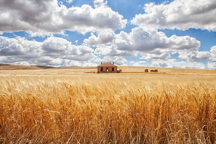 Ngôi nhà cô độc giữa cánh đồng lúa mì vàng óng ở Barrier, Nam Úc.
