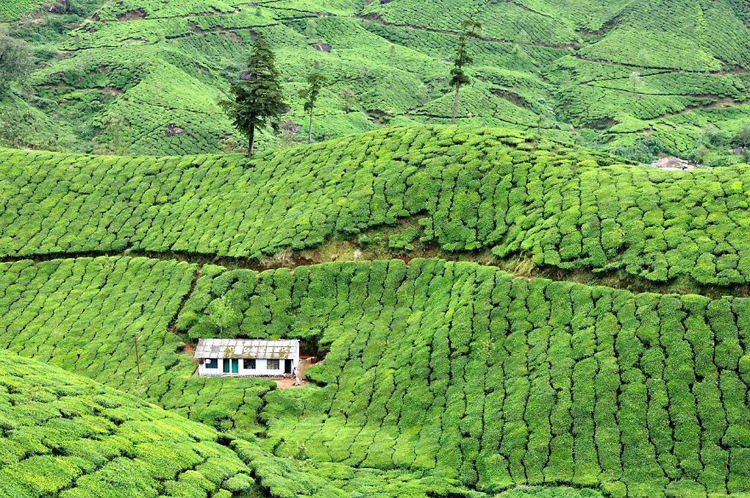 Ngôi nhà cô đơn nằm lọt thỏm giữa đồi chè xanh ngát ở Munnar, Kerala, Ấn Độ.
