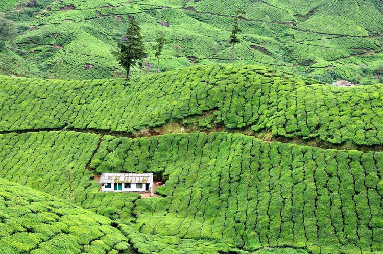 Ngôi nhà cô đơn nằm lọt thỏm giữa đồi chè xanh ngát ở&nbsp;Munnar, Kerala, Ấn Độ.
