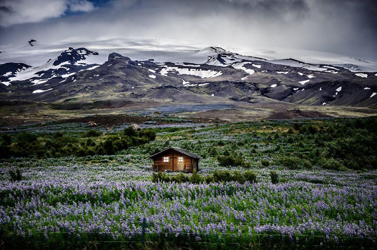 Căn nhà gỗ nhỏ giữa cánh đồng hoa tím biếc thuộc núi Icelandic, Iceland.

