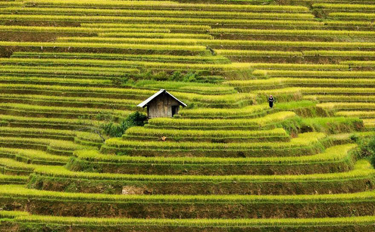 Túp lều lọt thỏm giữa những cung ruộng bậc thang vàng óng ở Mù Căng Chải (Yên Bái, Việt Nam).
