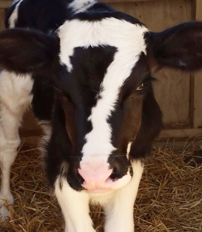 Một con bò sữa với mảng lông tạo thành hình số 7 trên trán






