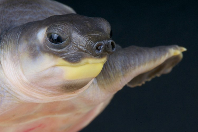 Rùa mũi lợn (Carettochelys insculpta) có chiếc mũi độc đáo, giống như mũi lợn giúp chúng có thể thở ở trên cạn.










