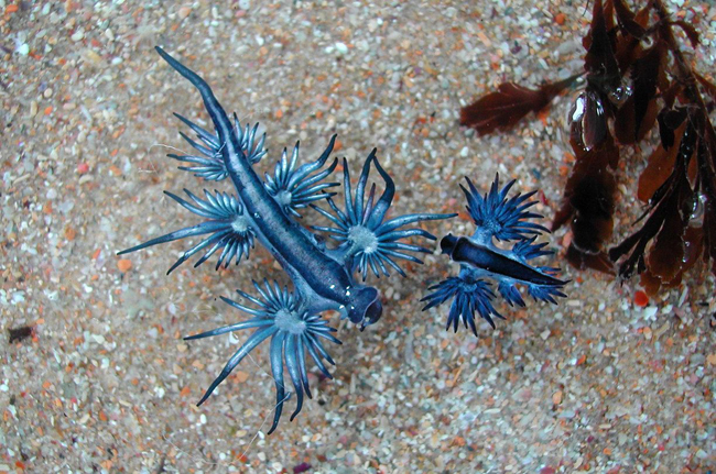 Ốc sên biển rồng xanh hay ốc sên biển xanh (Glaucus Atlanticus) nổi bật với phần thân hai màu xanh – ghi.


