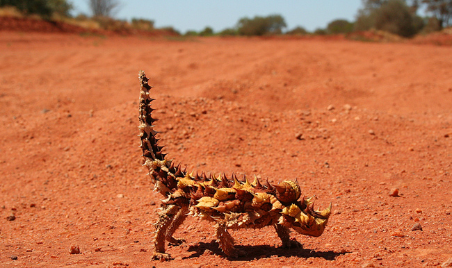 Thằn lằn quỷ gai hay còn gọi là thằn lằn Moloch (Moloch horridus) với những cái vảy gai góc và hai chiếc sừng trên đầu khiến nhiều người liên tưởng tới quỷ dữ.


