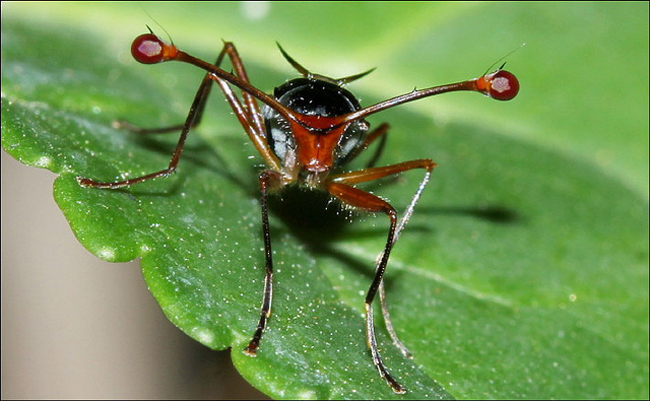 Ruồi mắt cuống (Stalk eyed flies) thuộc họ Diopsidae với đặc điểm nổi bật có chiếc cuống dài nhô ra từ hai bên cạnh của chúng.


