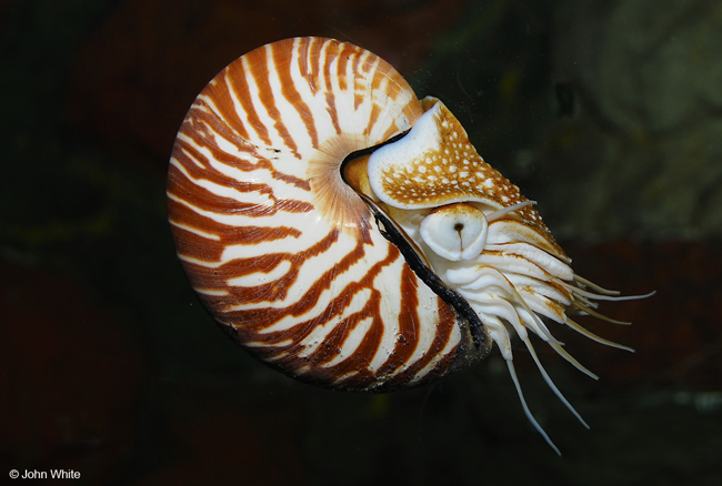 Ốc anh vũ (Nautilus pompilius) với chiếc vỏ cứng có vằn hình lượn sóng đỏ và xem xen nhau vô cùng tuyệt đẹp.


