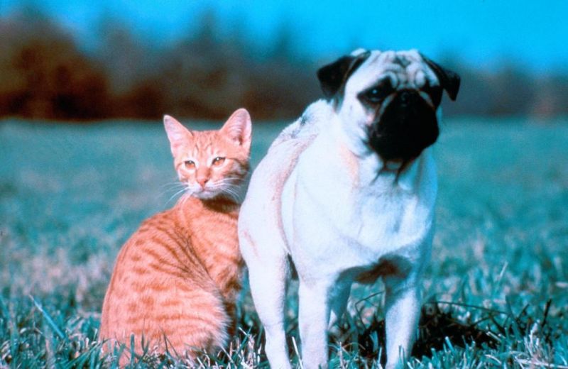 11 bộ phim bị chỉ trích vì ngược đãi động vật - 3