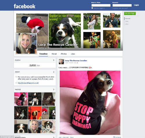 Chú chó sở hữu Facebook có 3.000 người theo dõi - 1
