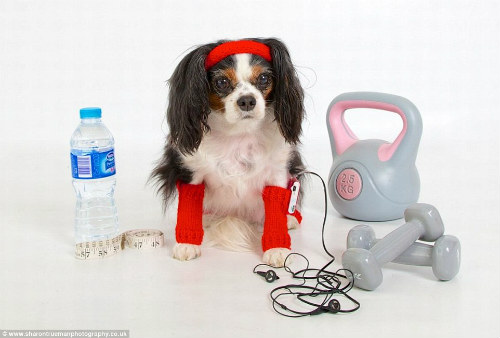 Chú chó sở hữu Facebook có 3.000 người theo dõi - 6