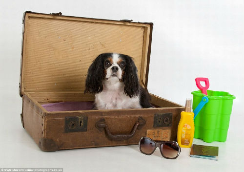 Chú chó sở hữu Facebook có 3.000 người theo dõi - 10