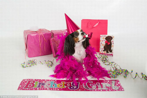 Chú chó sở hữu Facebook có 3.000 người theo dõi - 9