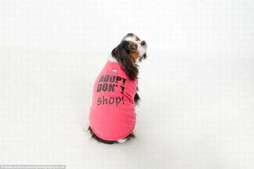 Chú chó sở hữu Facebook có 3.000 người theo dõi - 2