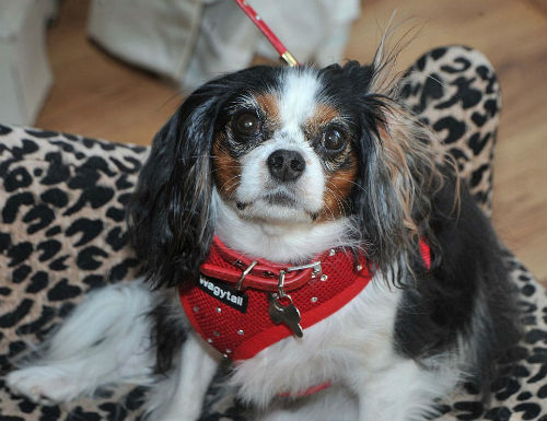 Chú chó sở hữu Facebook có 3.000 người theo dõi - 11