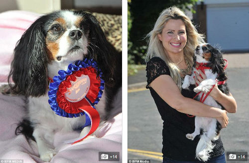 Chú chó sở hữu Facebook có 3.000 người theo dõi - 8