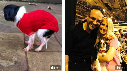 Chú chó sở hữu Facebook có 3.000 người theo dõi - 3