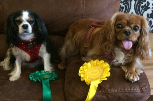 Chú chó sở hữu Facebook có 3.000 người theo dõi - 7