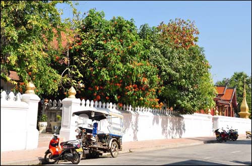 Luang Prabang, mùa hoa vô ưu nở - 2