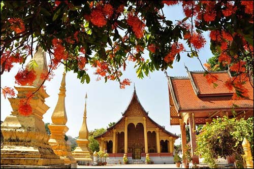 Luang Prabang, mùa hoa vô ưu nở - 1