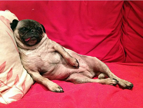 Cười vỡ bụng với chó tạo dáng chụp ảnh - 1