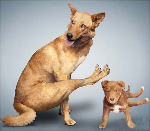 Cười vỡ bụng với chó tạo dáng chụp ảnh - 2