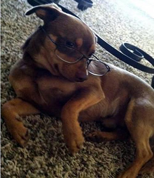 Cười vỡ bụng với chó tạo dáng chụp ảnh - 5