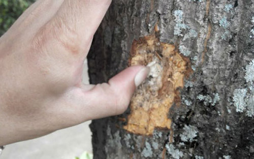 Hé lộ nguyên nhân vụ đấu súng kinh hoàng ở Nghệ An - 2