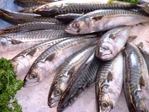 10 lý do ưu tiên cá biển trong thực đơn - 3