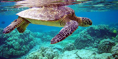 Côn Đảo: Mùa rùa con rộn ràng về với biển - 1