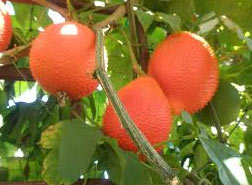 Dầu gấc- giải pháp tối ưu phòng chống cận thị học đường - 4
