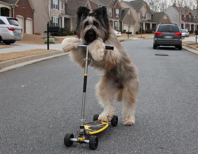 1 – Chú chó Norman cùng xe trượt


