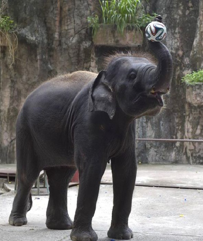 4 – Động vật chơi cùng quả bóng World Cup ở Bangkok


