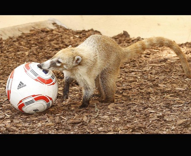 8 – Coati mũi trắng chơi bóng đá ở vườn thú Halle


