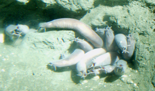 10 sự thật về loài cá mù "nhầy nhụa" - 3