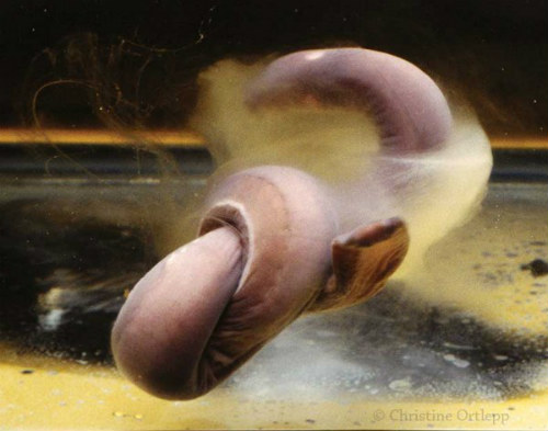 10 sự thật về loài cá mù "nhầy nhụa" - 5