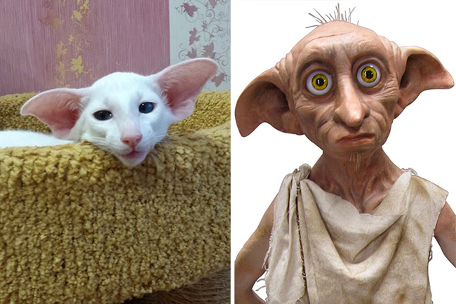 Chiếc tai to khác thường của chú mèo được so sánh với hình ảnh với con gia tinh Dobby trong Harry Potter.

