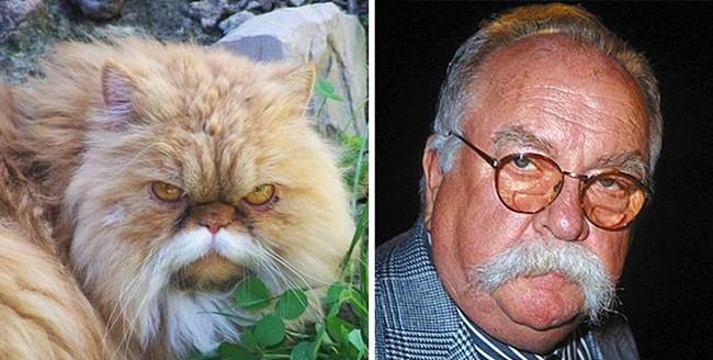 Chú mèo có khuôn mặt cau có cùng hàng ria mép trắng được ví như nam diễn viên gạo cội Wilford Brimley.
