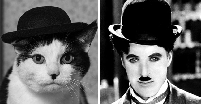 Chú mèo giống hệt ngôi sao phim hài Charlie Chaplin.
