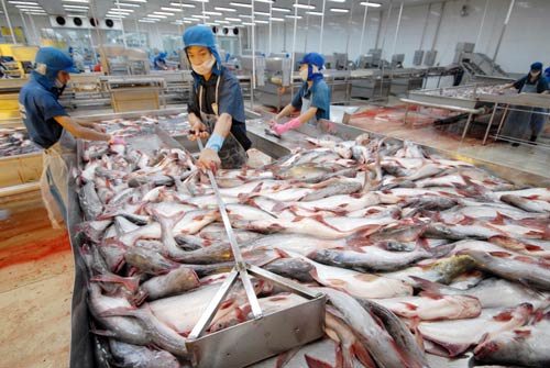 Mỹ sẽ tiếp tục áp thuế cá tra, basa Việt Nam - 1
