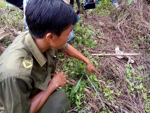 Khánh Hòa: Heo rừng tấn công, một HS lớp 9 tử vong - 2