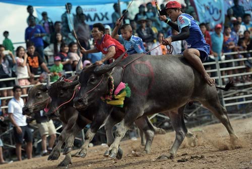 Kỳ thú: Đua trâu tốc độ chóng mặt ở Thái Lan - 9