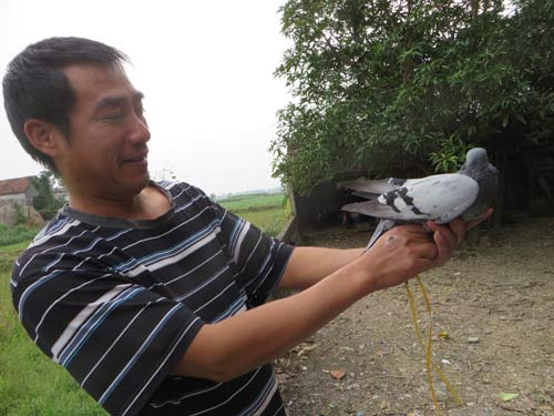 Bắt được chim bồ câu mang kí tự lạ ở Nghệ An - 1