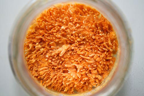 Đông trùng hạ thảo bạc tỷ có giá 7 triệu đồng/kg ở VN - 10