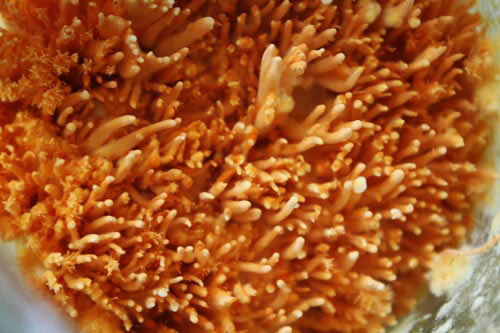 Đông trùng hạ thảo bạc tỷ có giá 7 triệu đồng/kg ở VN - 11