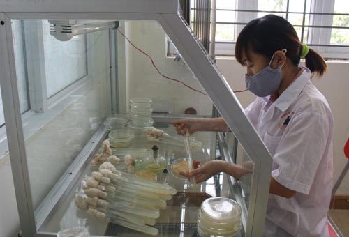 Đông trùng hạ thảo bạc tỷ có giá 7 triệu đồng/kg ở VN - 12