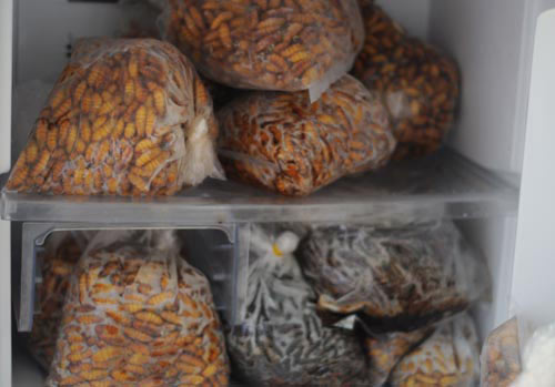 Đông trùng hạ thảo bạc tỷ có giá 7 triệu đồng/kg ở VN - 3