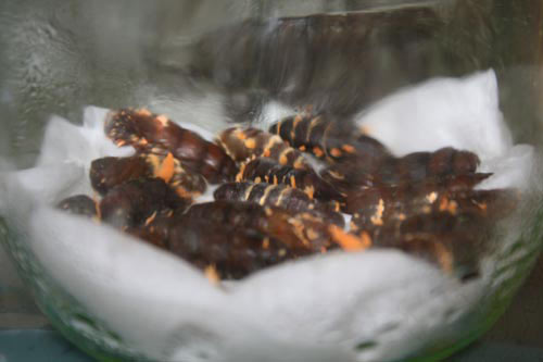 Đông trùng hạ thảo bạc tỷ có giá 7 triệu đồng/kg ở VN - 4