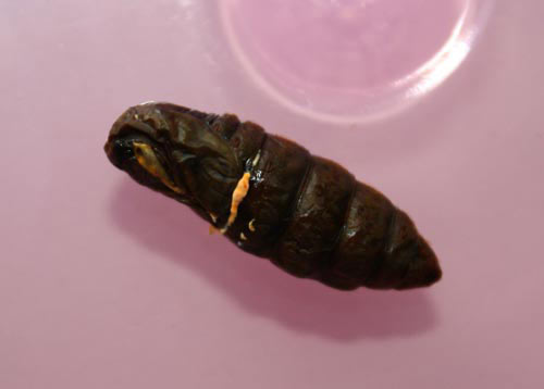 Đông trùng hạ thảo bạc tỷ có giá 7 triệu đồng/kg ở VN - 5