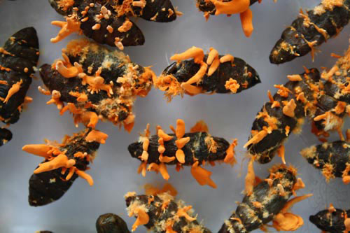 Đông trùng hạ thảo bạc tỷ có giá 7 triệu đồng/kg ở VN - 6